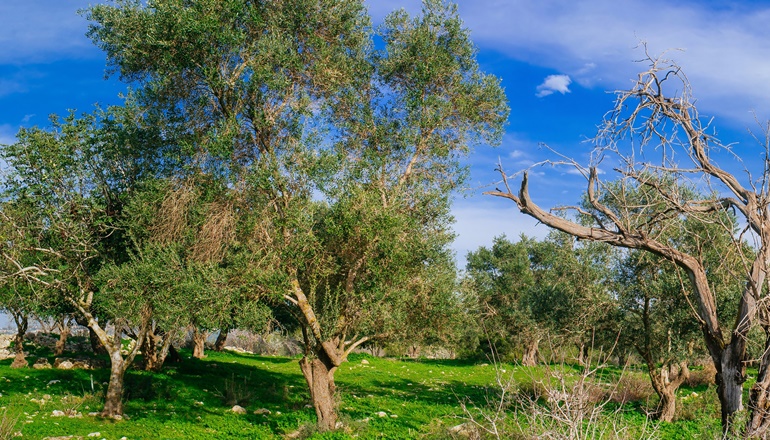 plh-crd-amitai-dreamstime-olive-trees-west-jerusalem-hills-1.jpg