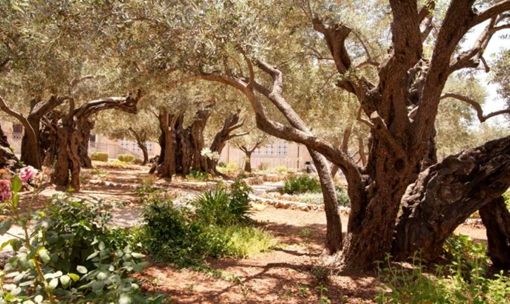 photo de Le Jardin de Gethsémanie