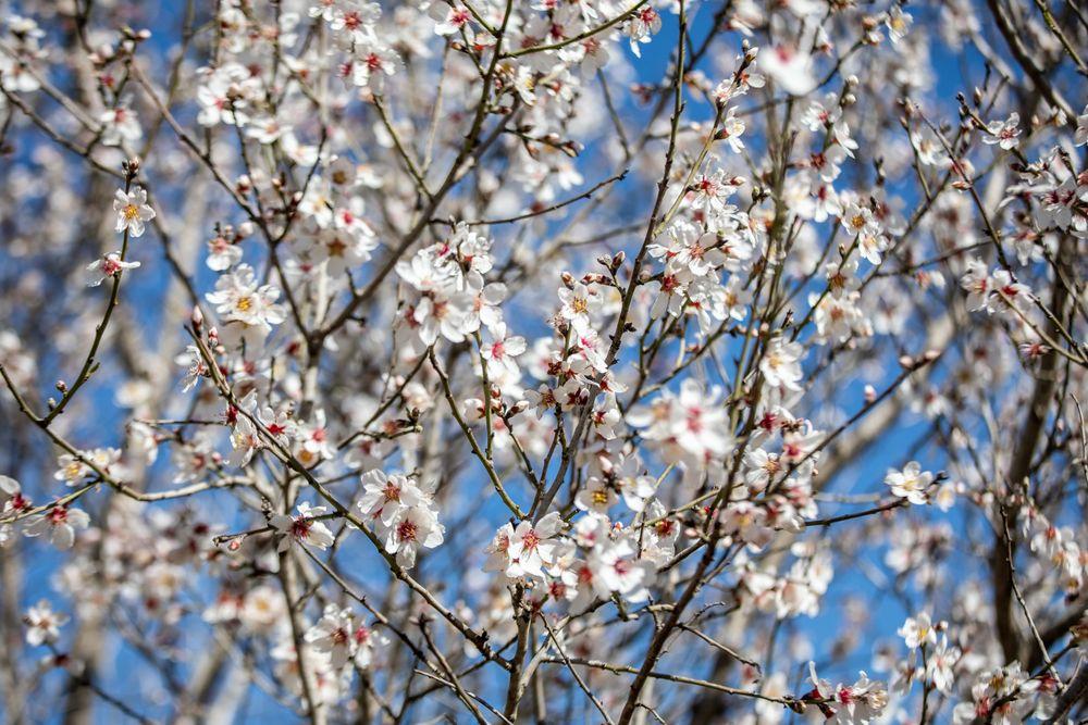 אירועי ט"ו בשבט 2026 בירושלים