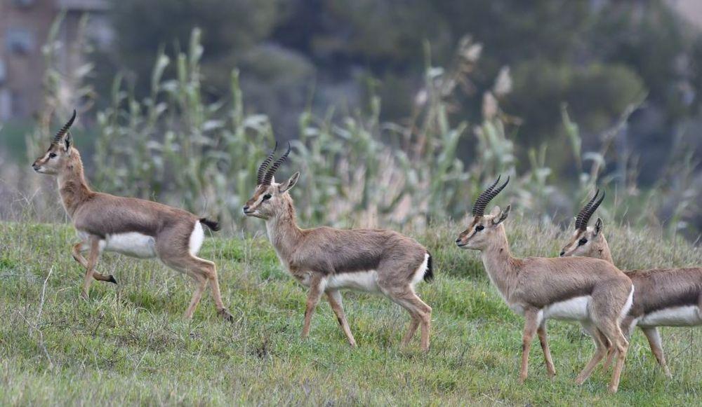 צילום: אמיר ספיריה