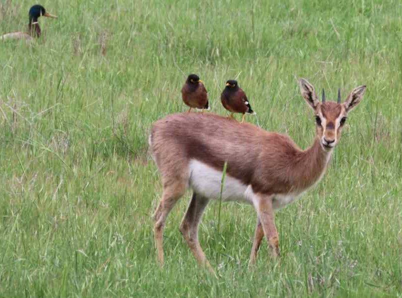 Feathers and Fur - Afternoon nature walk at the Gazelle Valley Park