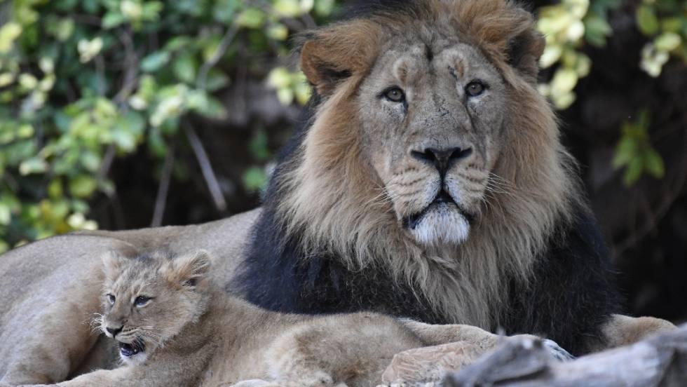 צילום באדיבות יח"צ גן החיות התנ"כי