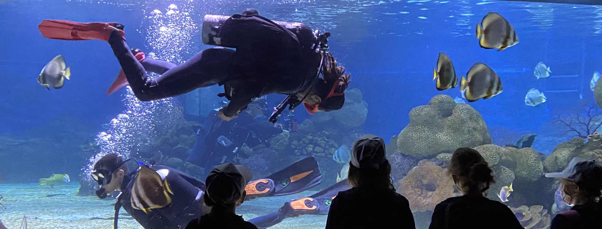 צילום של חוויה לילית באקווריום ישראל