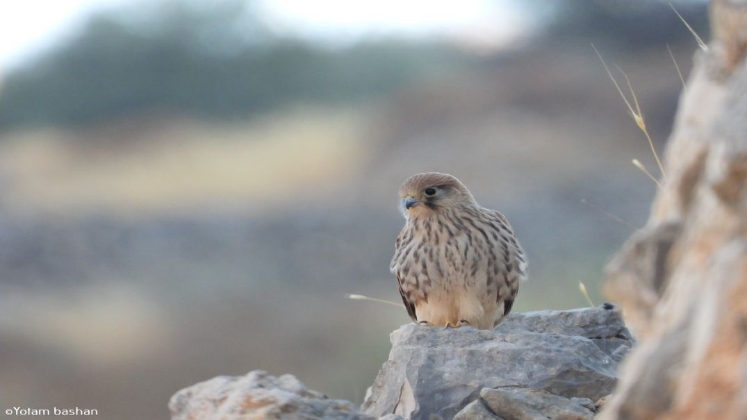 Sukkot in Jerusalem 2024 Events iTravelJerusalem