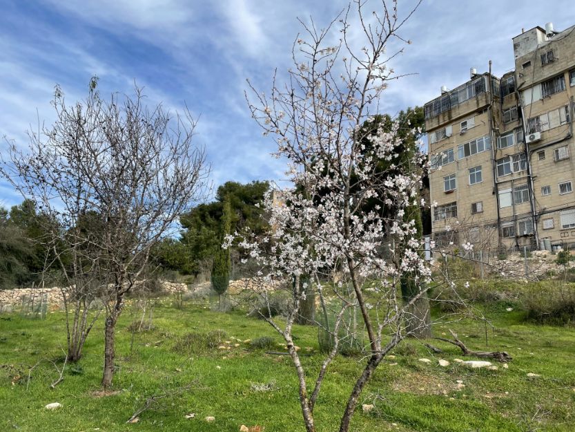 צילום של סיור ט"ו בשבט בעמק הצבאים עם "ירושלים מחוץ לקופסה"
