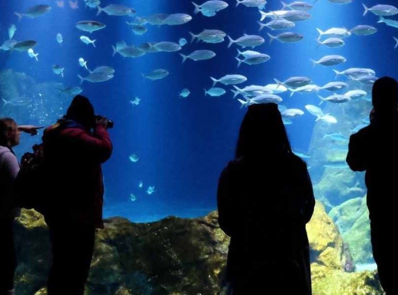 צילום של לצלול אל מאחורי הקלעים של אקווריום ישראל