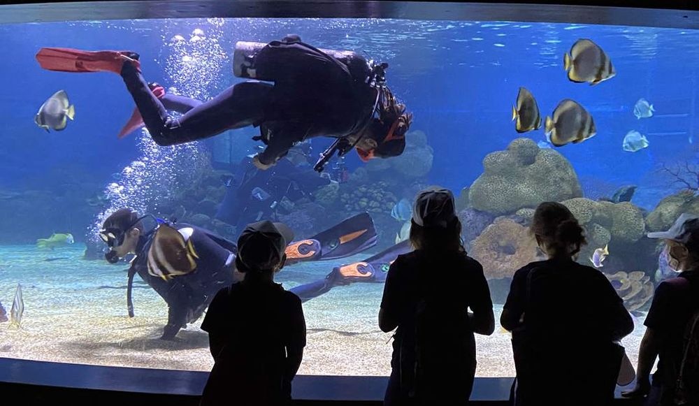 צילום של חוויה לילית באקווריום ישראל