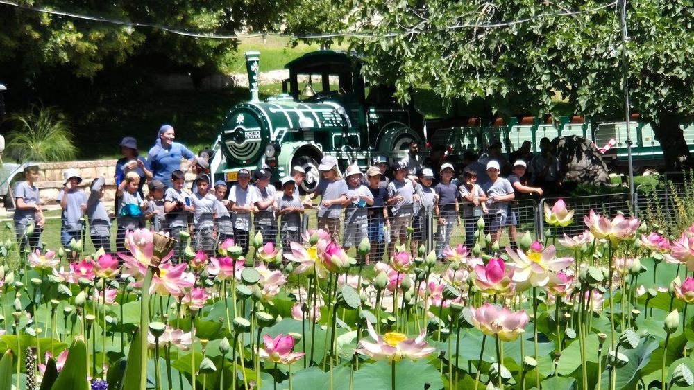 photo of The Lotus Festival | Indian Vibes