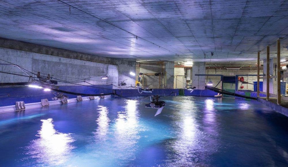 צילום של לצלול אל מאחורי הקלעים של אקווריום ישראל