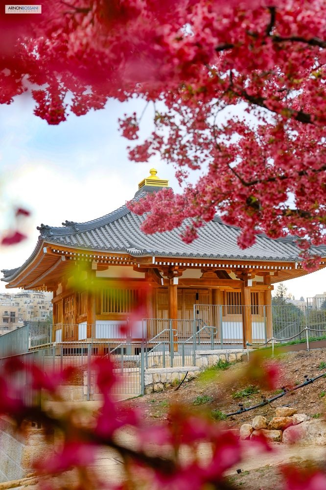 צילום של  פסטיבל הסאקורה וחודש תרבות יפן | פברואר בגן הבוטני