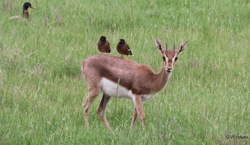 photo of Feathers and Fur - Afternoon nature walk at the Gazelle Valley Park