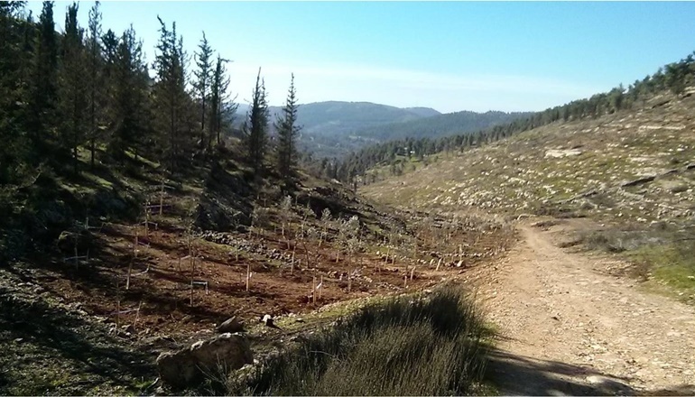 צילום של סיורי מרכז ציפורי ביער ירושלים