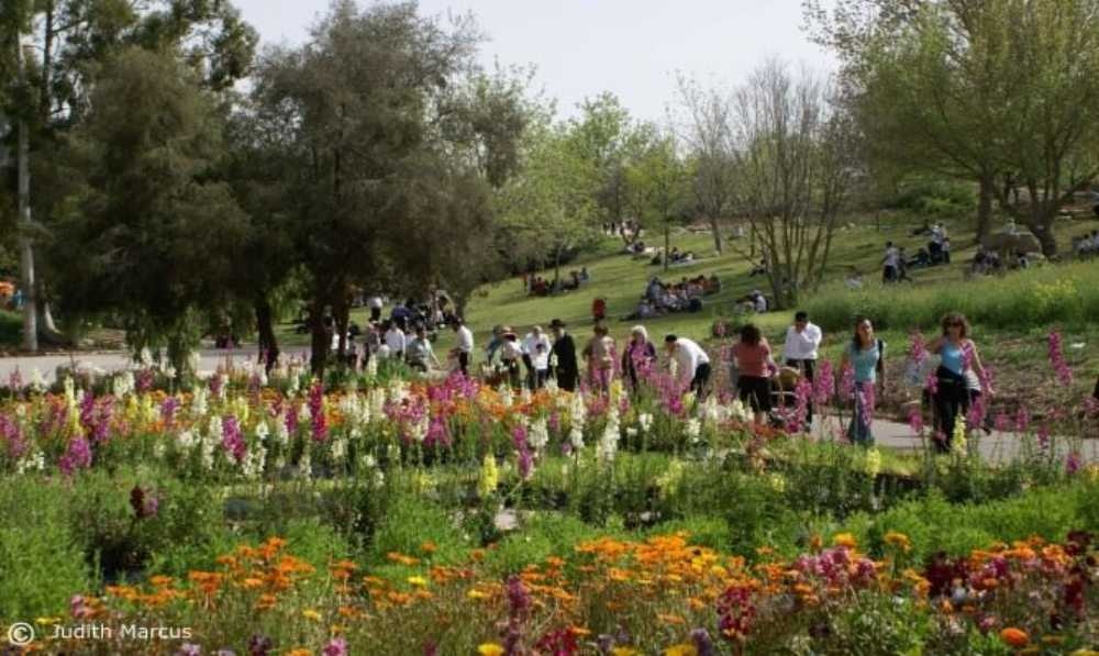 photo of Tu Bishvat in Jerusalem 2025