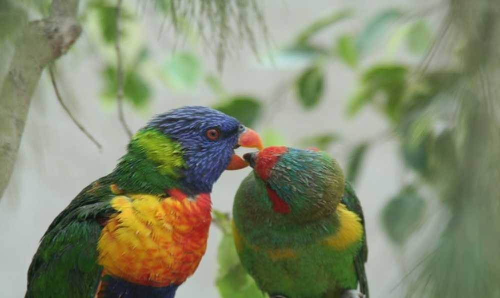 photo de Zoo Biblique de Jérusalem