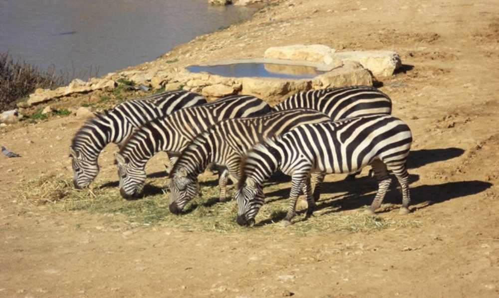 photo de Zoo Biblique de Jérusalem