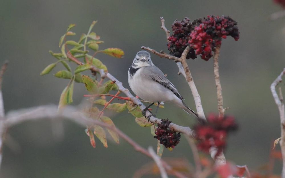 صورة حديقة وادي الغزلان