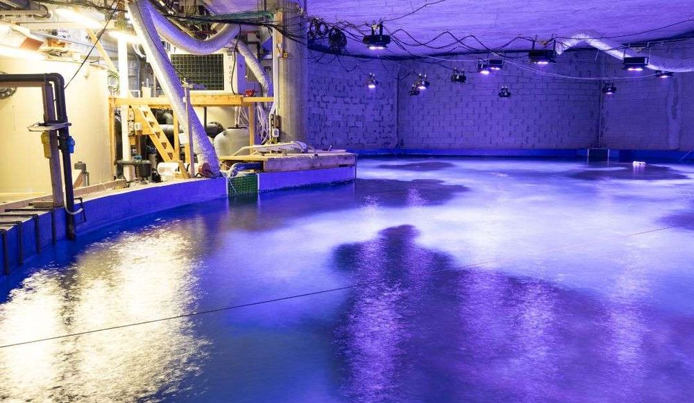 צילום של לצלול אל מאחורי הקלעים של אקווריום ישראל