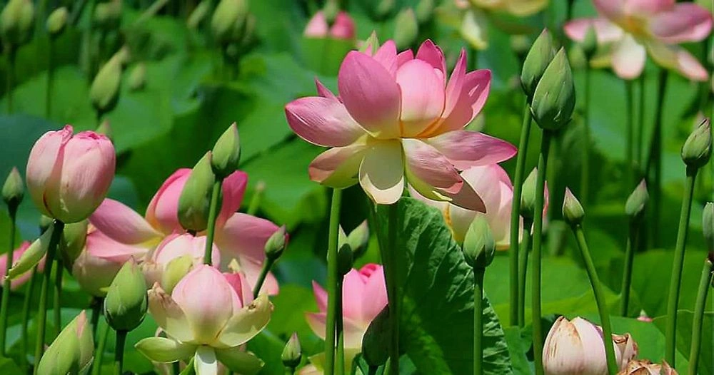 photo of The Lotus Festival | Indian Vibes