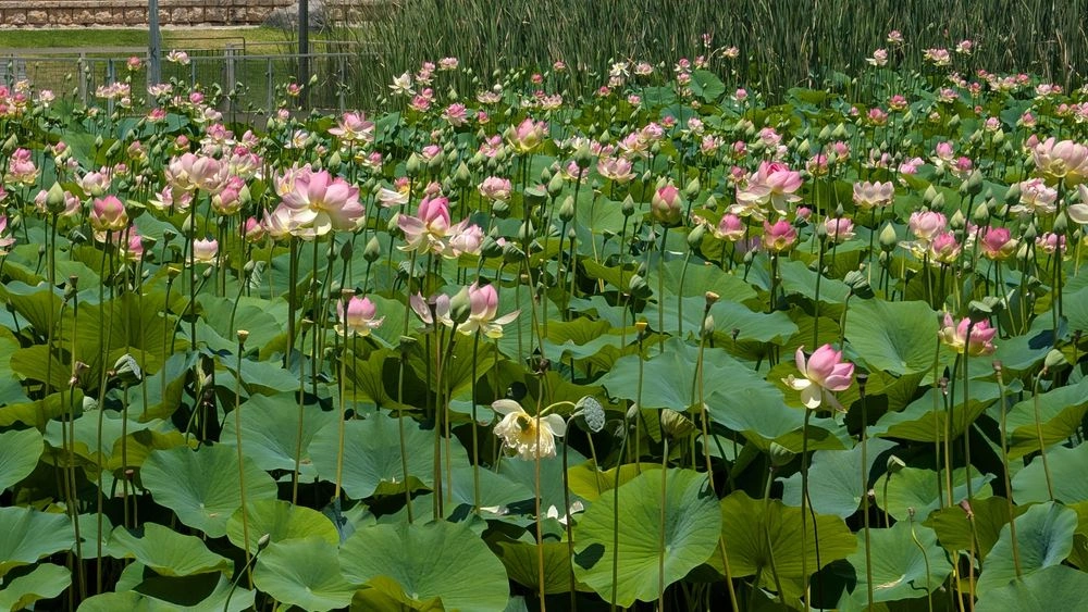 photo of The Lotus Festival | Indian Vibes