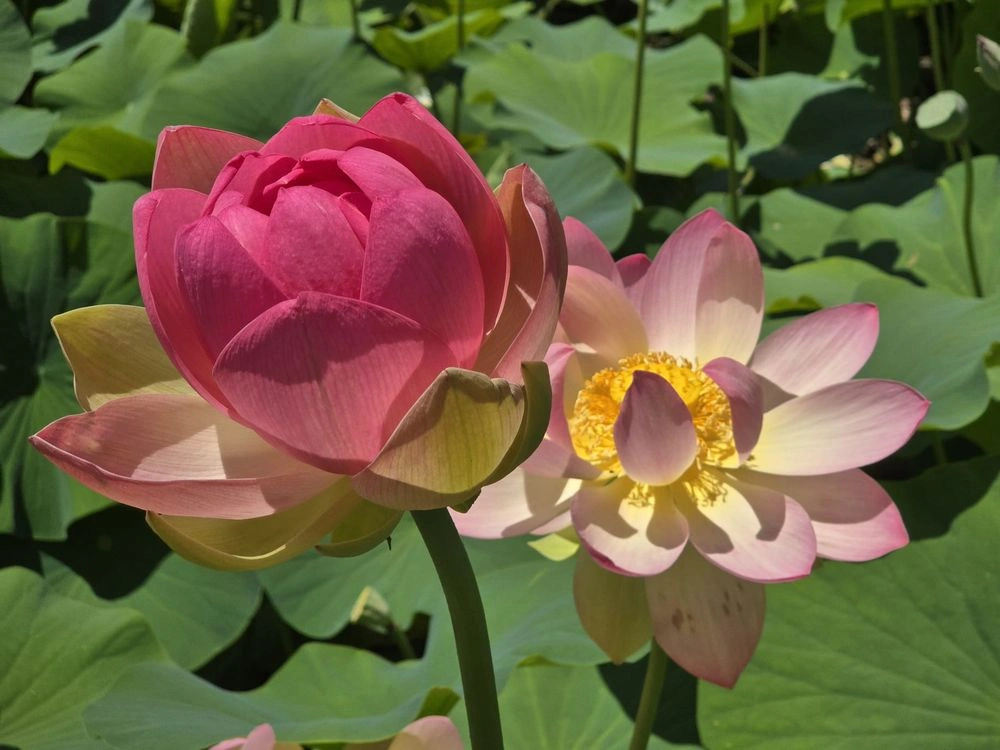 photo of The Lotus Festival | Indian Vibes