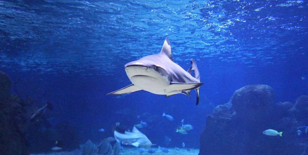 צילום של מבקרים באקווריום ישראל