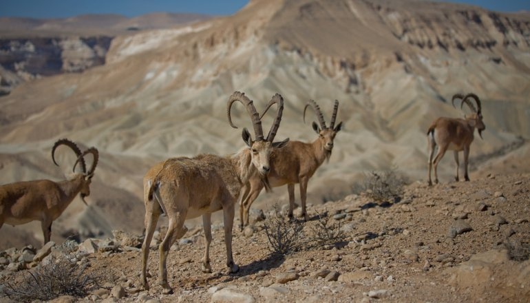 photo of An Adventurous Private Tour of the Negev Desert -- 1 Day