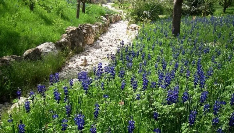 фотография Иерусалимский Ботанический сад