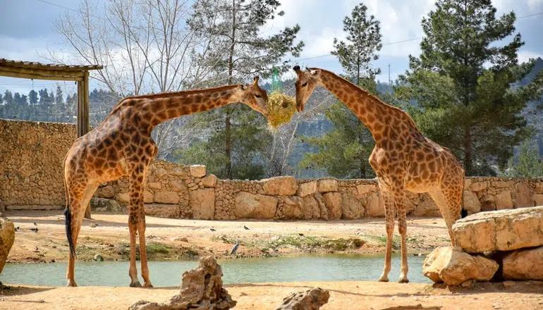 photo de Zoo Biblique de Jérusalem