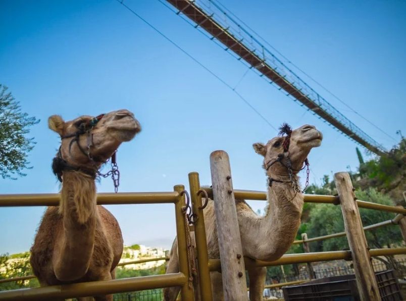 צילום: אליהו ינאי