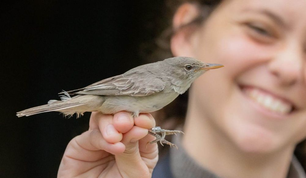 photo of The Nili and David Jerusalem Bird Observatory
