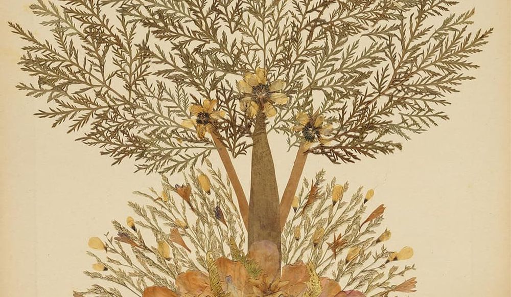 צילום של תהודה | הפרויקט הקאמרי הישראלי בספרייה הלאומית