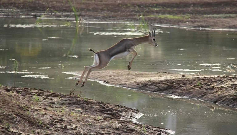 Foto von Das Gazellental