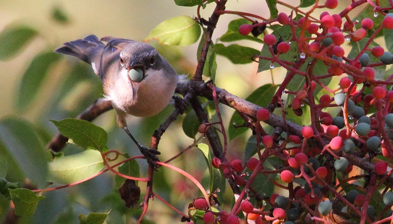 Die Jerusalemer Vogelwarte