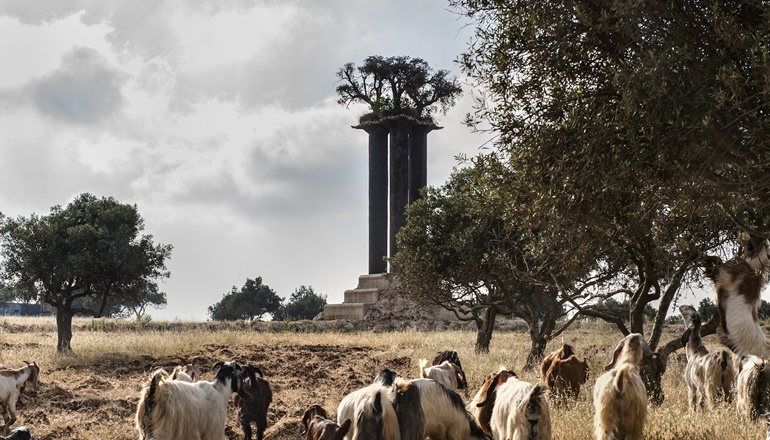 photo of Park of Olives