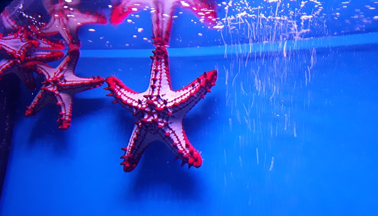 Foto von DAS ISRAEL AQUARIUM