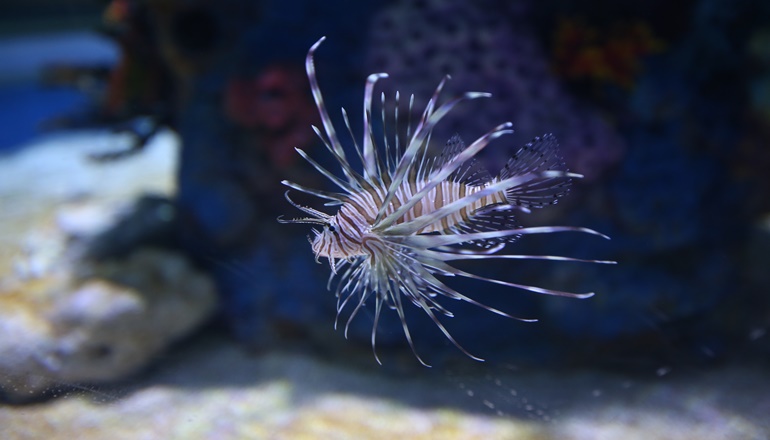 photo of Israel Aquarium