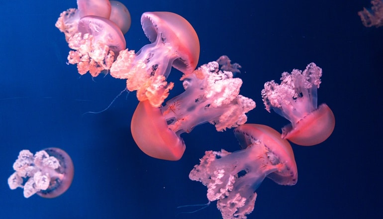 צילום של אקווריום ישראל