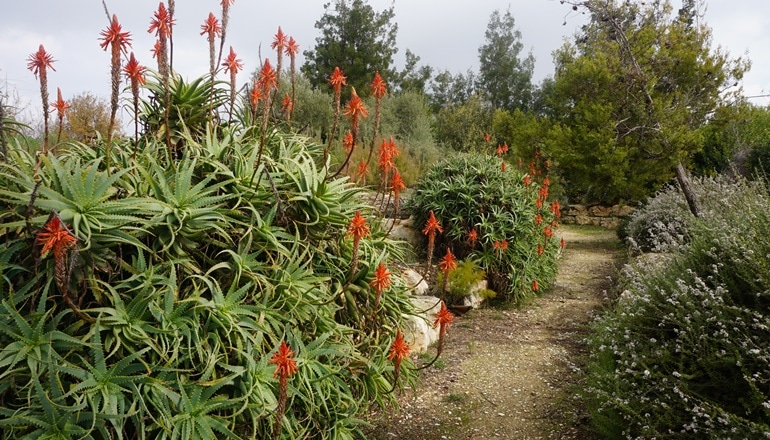 Foto von Der Botanische Garten von Jerusalem