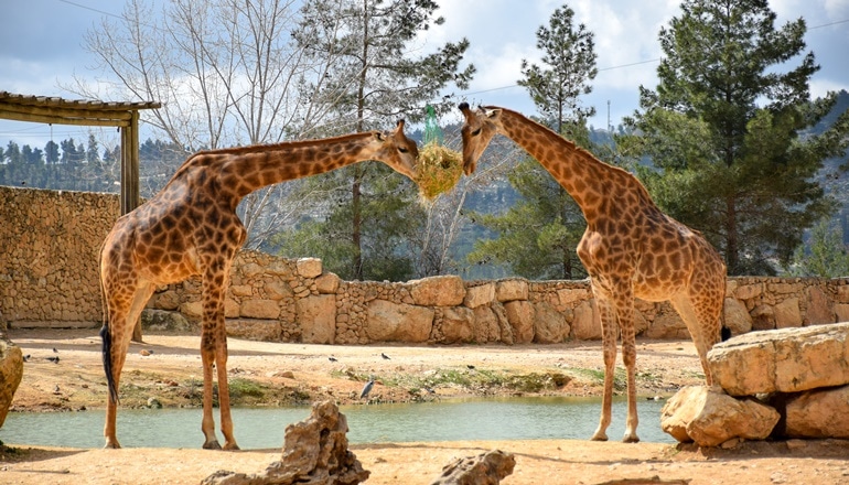 Jerusalem Biblical Zoo