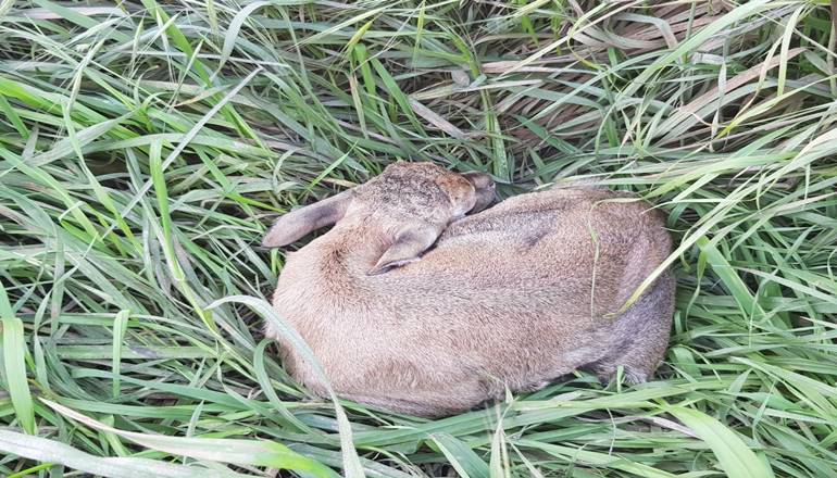 Foto von Das Gazellental